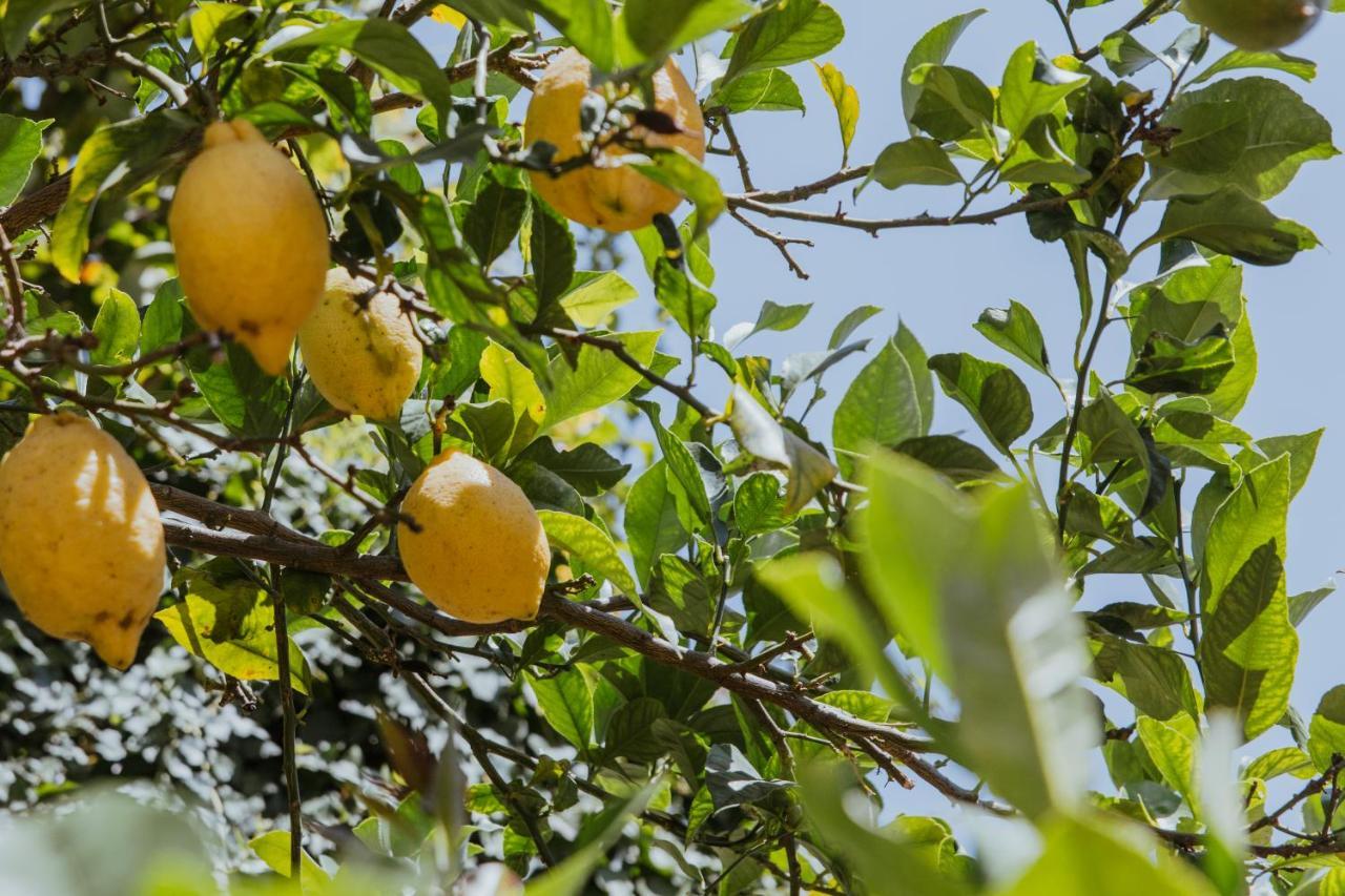 Lemon Tree Rooms Barano dʼIschia Esterno foto